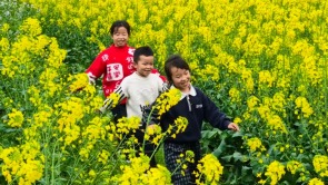 贵州都匀：春日“金浪”涌动 田园画卷醉游人