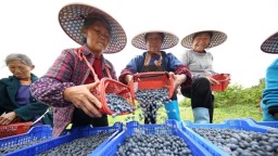 贵州丹寨七十载：从不足千万元到56.03亿元 从闭塞贫瘠到共富共进
