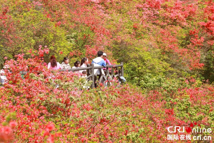 贵州丹寨：万亩杜鹃花海引客来_fororder_图片5