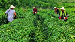 综合施策、精准发力！都匀市毛尖镇多措并举推进茶园秋冬管护，促农增收保增产