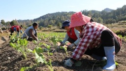 贵州天柱：特色产业为笔 绘就秋冬种增收画卷