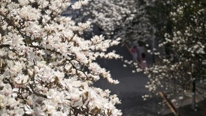 贵阳市白云区玉兰盛开 “探花”正当时