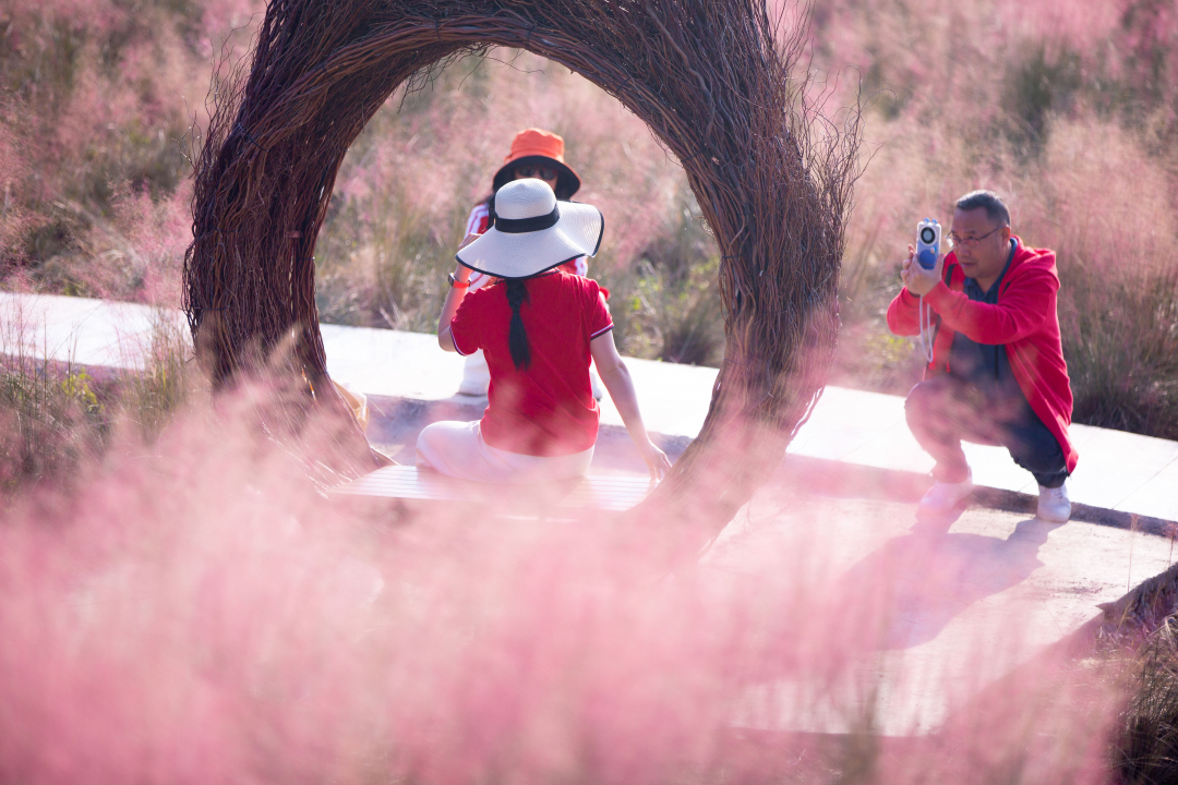 贵阳白云：石龙村粉黛花田绽放 矿山生态修复成就乡村旅游新亮点