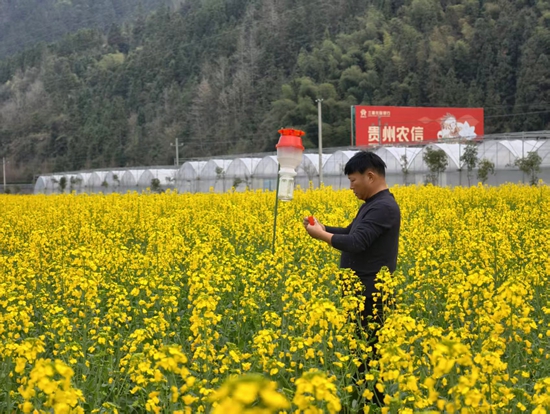 贵州三穗：绿色防控精准落地 3.1万亩油菜获专业管护_fororder_微信图片_20260310160008