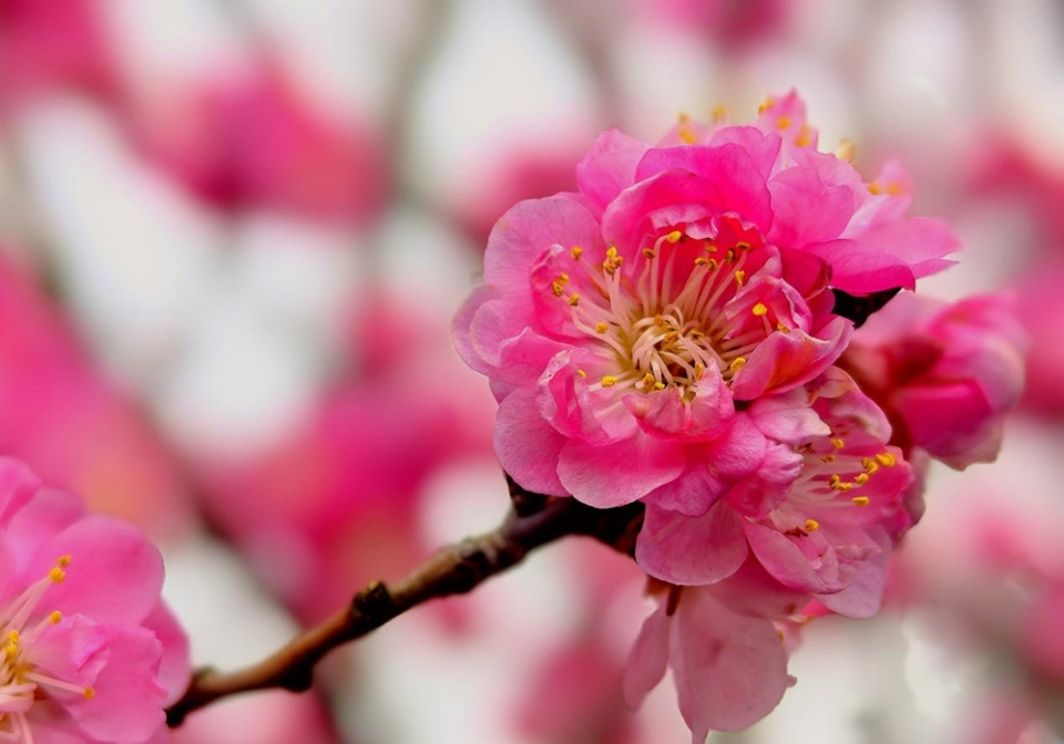 贵州六盘水：梅花盛开即是春_fororder_图片5