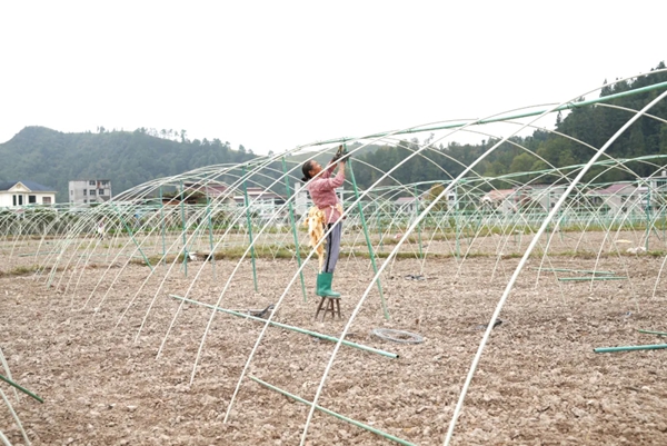 贵州天柱：4000余亩羊肚菌种植全面启动 绘就乡村振兴新图景_fororder_2