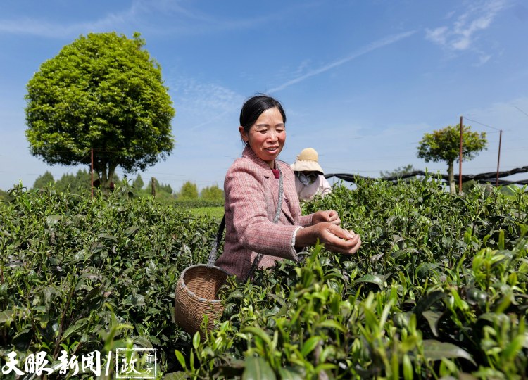 贵州：一杯年轻化的茶 一股新消费的风_fororder_11