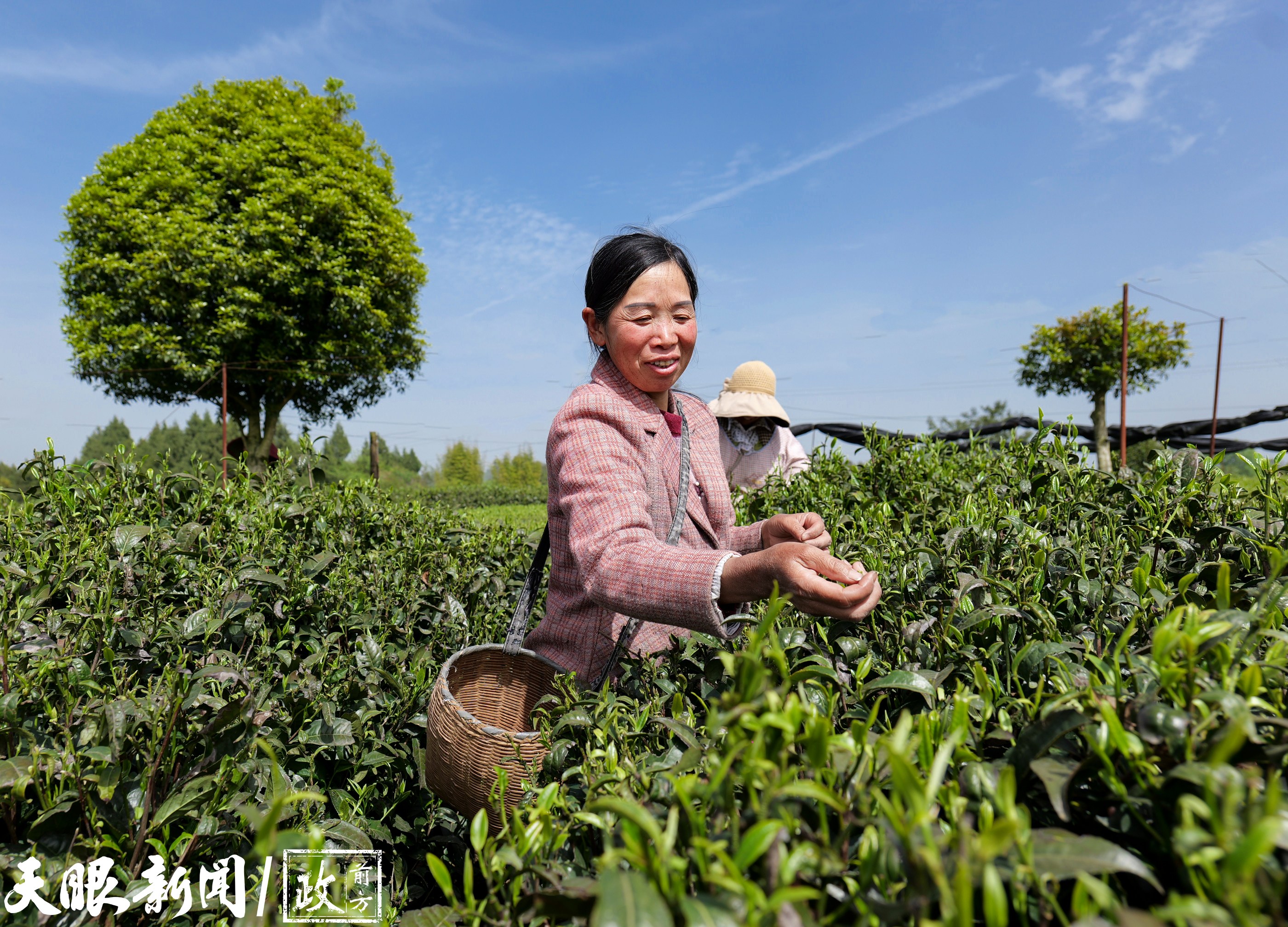 贵州：一杯年轻化的茶 一股新消费的风_fororder_11