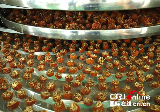 贵州盘州：以茶为媒绘就乡村振兴新画卷_fororder_图片3