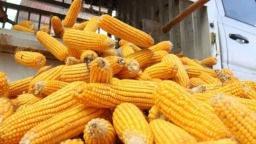 日烘干量300吨 六盘水市六枝特区首个玉米烘干厂正式运营