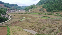 贵州长顺：油菜花海绘就丰收盛景 科技与协作奏响农业强音