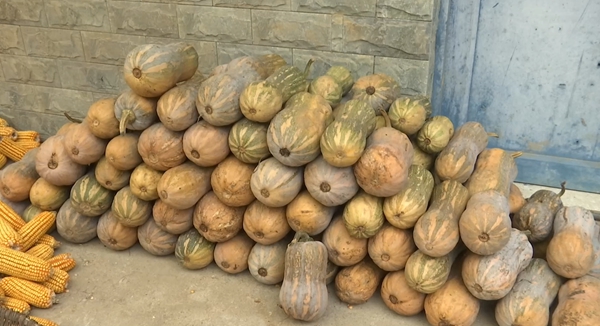 六盘水市钟山区金盆乡：千亩“花生南瓜”铺就乡村振兴路_fororder_微信图片_2025-11-06_102515_964