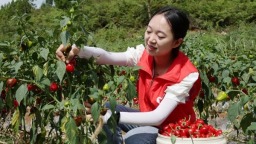 贵州施秉：产业联动激活力 乡村振兴强引擎