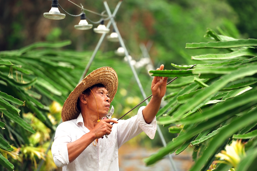 贵州罗甸：3万亩火龙果迎来花开季_fororder_6月17日，罗甸县龙坪镇板庚村种植基地里火龙果花盛开，果农田间管理忙。（班方智 摄） (3).JPG