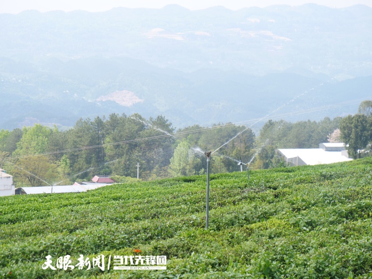 从茶园到茶杯！“数聚黔茶”赋能茶产业全环节