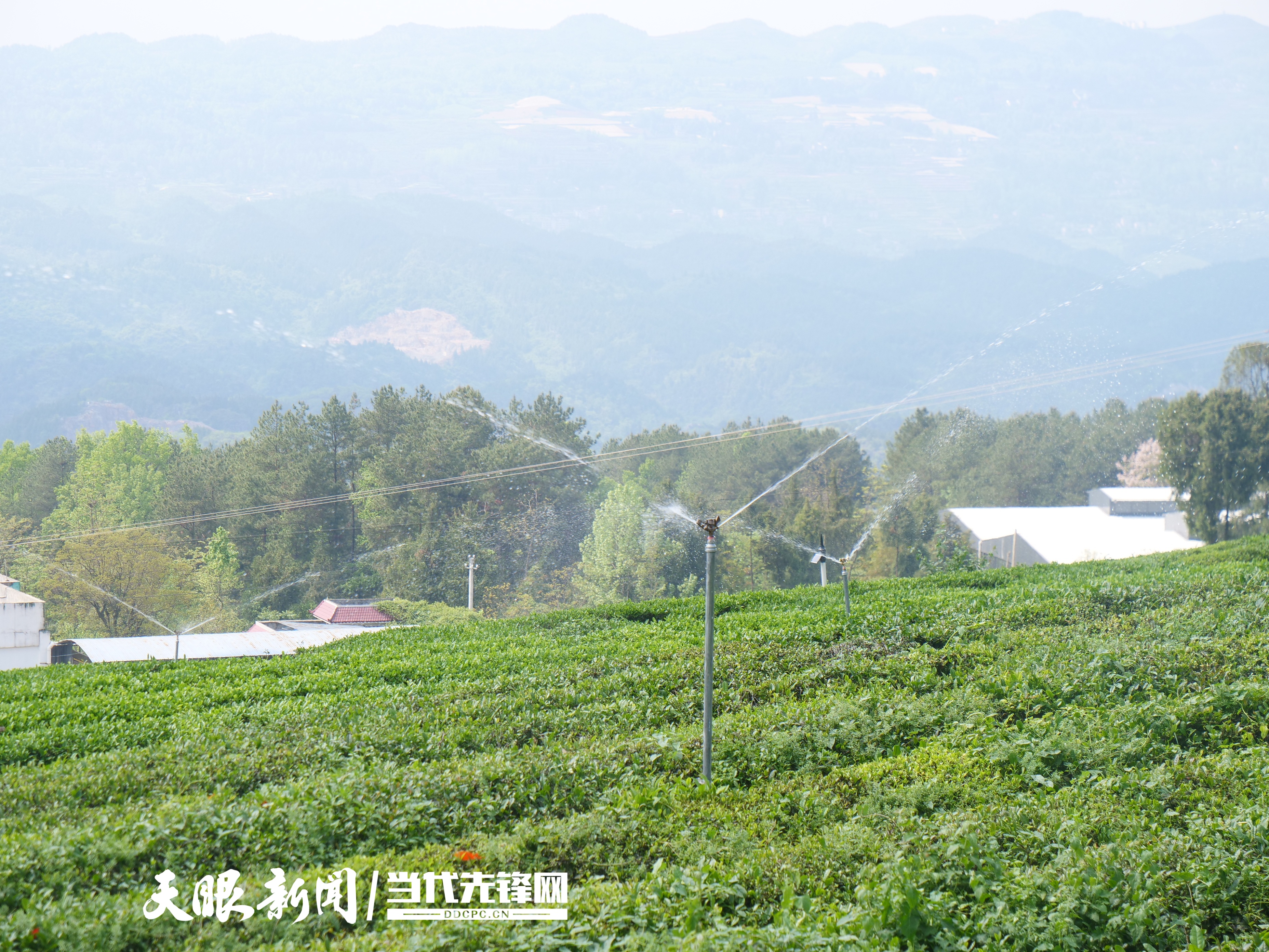 从茶园到茶杯！“数聚黔茶”赋能茶产业全环节