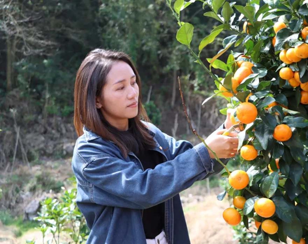 贵州省独山县坝望村：金秋砂糖橘抢“鲜”上市 “金果果”铺就甜蜜致富路_fororder_222_副本