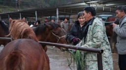 贵州独山大牲畜交易激活乡村振兴新动能