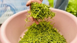 贵州仁怀：万亩茶园明前采摘忙