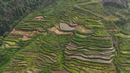 贵州六枝特区：撂荒地变“聚宝盆” 水苔种植铺就生态致富路
