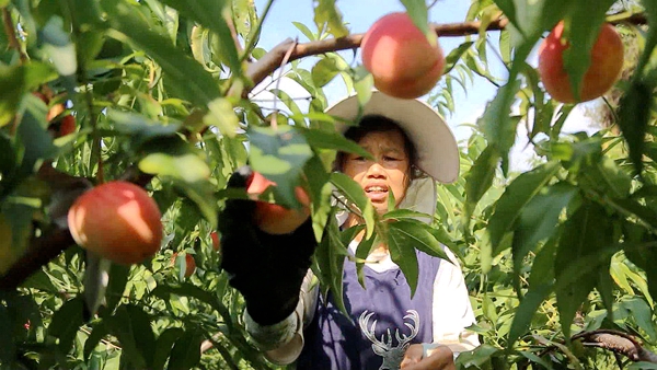 贵州平塘：夏日甜蜜“新宠”脆红桃走俏市场_fororder_工人正在忙碌的采摘桃子