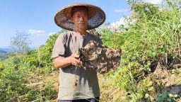 贵州施秉：茯苓丰收金满仓