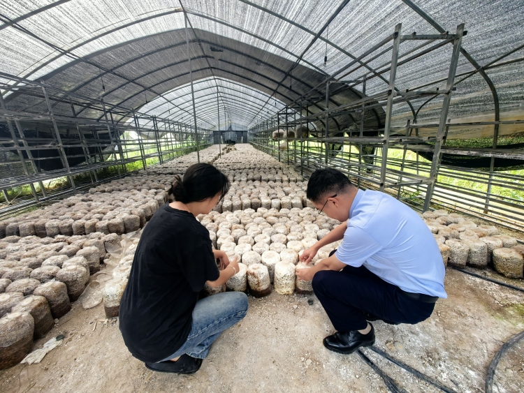 菌农有困难，邮储在菇棚架起“柜台”解难题