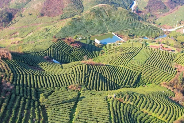 从一季旺到四季稳 贵州都匀毛尖镇夏秋茶焕发新生机_fororder_11