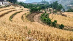 六盘水市水城区：千亩小麦开镰收割 金穗飘香迎丰收