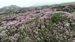 贵州乌蒙大草原清明假期日均游客破万