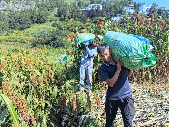 贵州仁怀：36万亩酒用高粱进入采收期_fororder_村民们正在搬运高粱