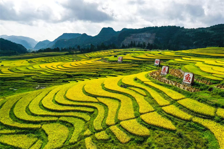 9月13&mdash;14日，黔南州龙里县湾滩河镇将举办稻田美食音乐节！