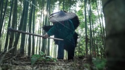 贵州赤水“黄金笋”的成渝之旅：从竹林到餐桌的鲜味速递