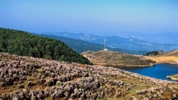 “胜境盘州·乌蒙之巅”高山杜鹃赏花季正式拉开帷幕