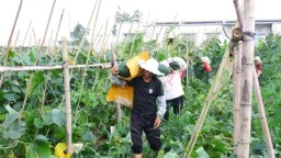亩产22000斤 贵州独山县阳地村黑皮冬瓜丰收