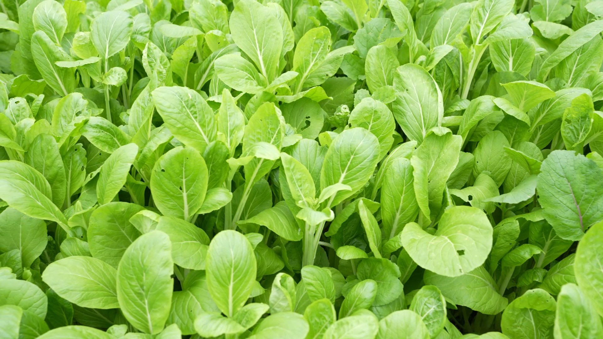 粤黔协作 | 水城前进村的蔬菜即将登上粤港澳大湾区市民的“餐桌”