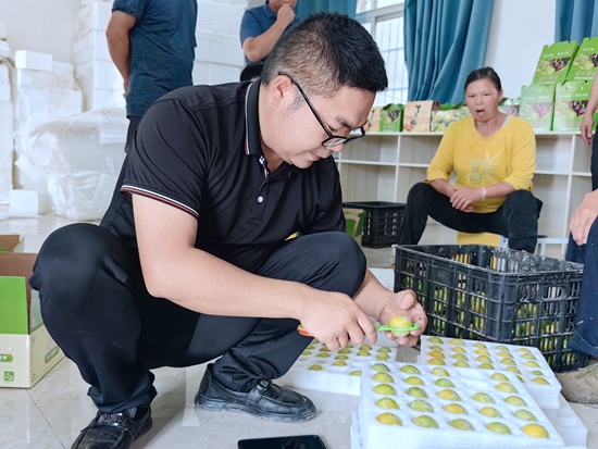 贵州仁怀火石镇蜂糖李喜获丰收  线上线下销售火热_fororder_测量器筛选蜂糖李