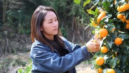 贵州省独山县坝望村：金秋砂糖橘抢“鲜”上市 “金果果”铺就甜蜜致富路