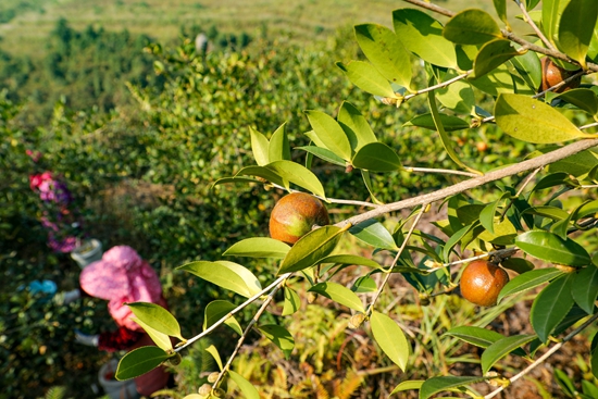 贵州天柱：以油茶产业驱动生态与经济双丰收_fororder_油茶果