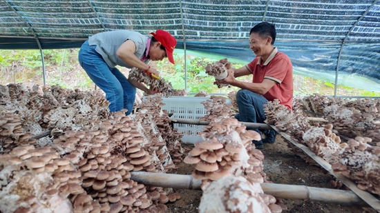 贵州仁怀：马桑菌喜获丰收 线上线下销售忙_fororder_基地里农户们正忙着采摘、分拣马桑菌 (2).JPG