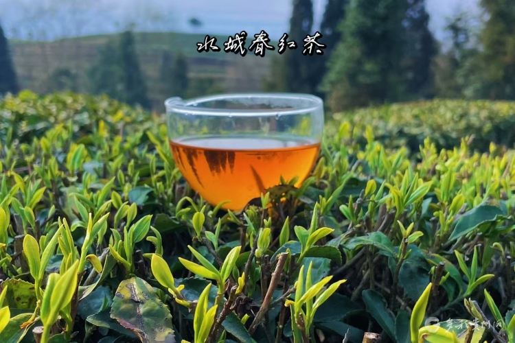 凉都有“礼”·茶语篇① |一叶“水城春”，一份凉都情