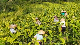 贵州松桃甘龙镇：“金叶满坡”迎丰收 助农增收促振兴