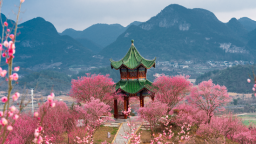 贵州梅园将于1月24日开园 开启2026“花漾高峰 樱你梅丽”赏花季