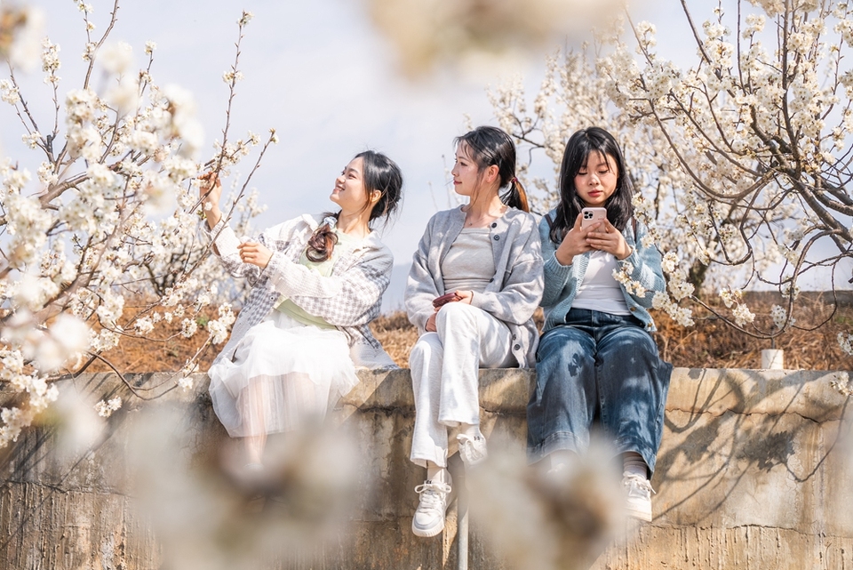 贵州毕节：踏春赏花正当时_fororder_2025年3月2日，游客在贵州省毕节市纳雍县厍东关乡陶营村樱花园里游玩赏景 (1)