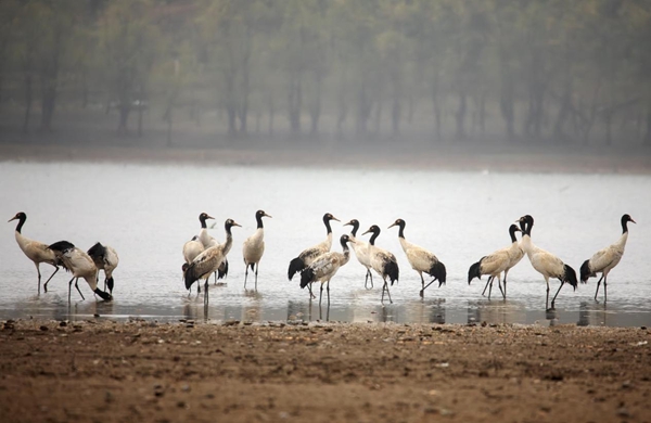 贵州威宁草海2898只“高原精灵”黑颈鹤开始北迁_fororder_图片7