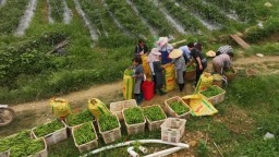 贵州罗甸：贵阳贵安5万亩保供蔬菜陆续上市