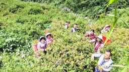 贵州省盘州市普古乡刺梨喜迎丰收