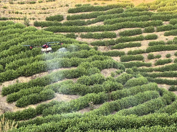 贵州惠水：东西部协作跨山海 科技赋能种出“富硒茶”_fororder_无人机植保