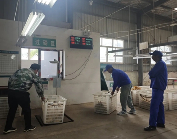 贵州六盘水市水城区烤烟收购工作全面启动_fororder_2