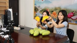 贵州罗甸：芒果成熟上市 果香溢满村民增收路